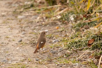 2021年2月7日(日) 目久尻川の野鳥観察記録