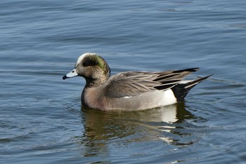 アメリカヒドリ 都立浮間公園 2021年2月11日(木)