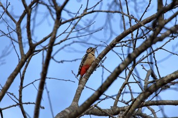 Great Spotted Woodpecker 平筒沼(宮城県登米市) Fri, 12/30/2016