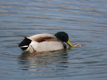 Mallard 岡山百間川 Thu, 2/11/2021