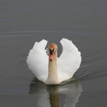 Mute Swan 涸沼 Wed, 1/27/2021