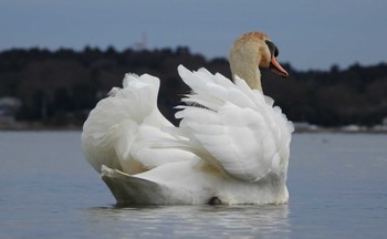 Mute Swan 涸沼 Wed, 1/27/2021