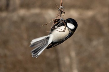 2021年2月10日(水) 三ツ池公園(横浜市鶴見区)の野鳥観察記録