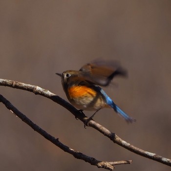 2021年2月11日(木) 北本自然観察公園の野鳥観察記録