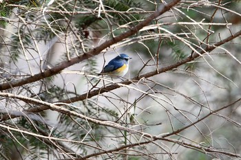 ルリビタキ 平筒沼(宮城県登米市) 2016年12月30日(金)