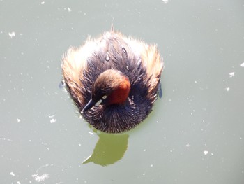 Little Grebe Inokashira Park Thu, 2/11/2021