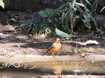 2021年2月11日(木) 浅間山公園(府中市)の野鳥観察記録