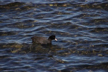 Eurasian Coot Yatsu-higata Wed, 2/10/2021