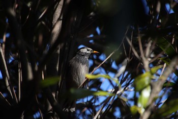 White-cheeked Starling Yatsu-higata Wed, 2/10/2021