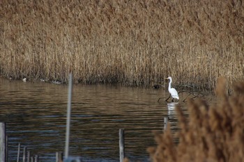 Great Egret Yatsu-higata Wed, 2/10/2021