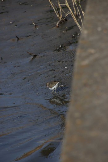 Common Sandpiper Yatsu-higata Wed, 2/10/2021