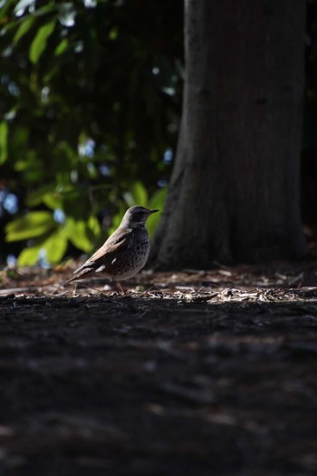 Dusky Thrush Yatsu-higata Wed, 2/10/2021