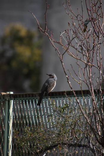 Brown-eared Bulbul Yatsu-higata Wed, 2/10/2021