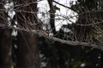 Daurian Redstart Yatsu-higata Wed, 2/10/2021