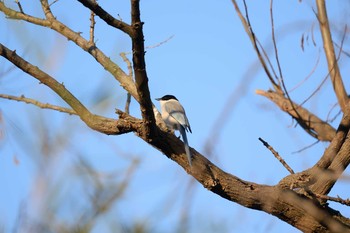 Thu, 2/11/2021 Birding report at 多摩川二ヶ領宿河原堰