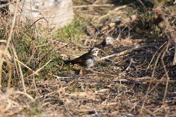 ツグミ 多摩川二ヶ領宿河原堰 2021年2月11日(木)