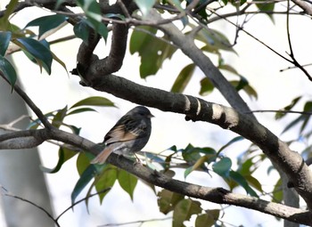 Grey Bunting 愛知県森林公園 Thu, 2/11/2021