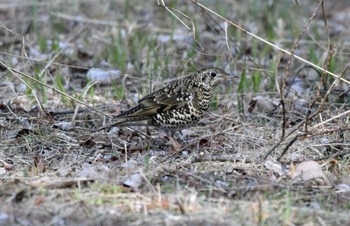 トラツグミ 愛知県森林公園 2021年2月11日(木)