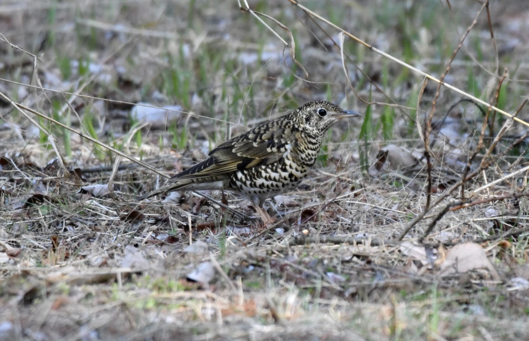 White's Thrush