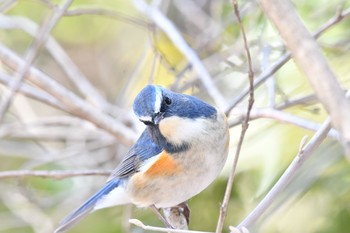 Red-flanked Bluetail 愛知県森林公園 Thu, 2/11/2021