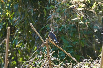 Red-flanked Bluetail Akigase Park Fri, 12/30/2016