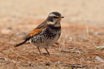 ツグミ 大濠公園 2021年2月11日(木)