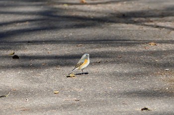 ルリビタキ 秋ヶ瀬公園 2016年12月30日(金)