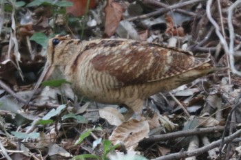 2021年2月11日(木) 東高根森林公園の野鳥観察記録