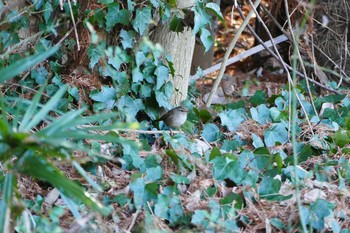 Japanese Bush Warbler Akigase Park Fri, 12/30/2016