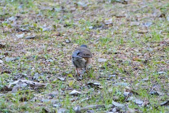 Pale Thrush Akigase Park Fri, 12/30/2016