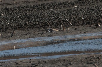 Common Snipe 守谷城址 Thu, 2/11/2021