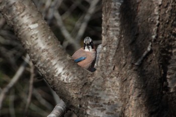 Eurasian Jay 高崎自然の森 Thu, 2/11/2021