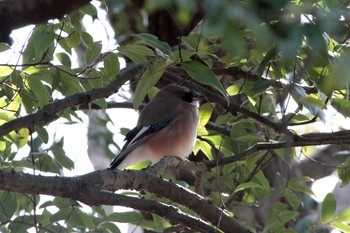 Eurasian Jay 高崎自然の森 Thu, 2/11/2021