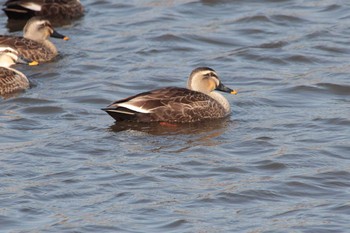 2021年2月11日(木) 守谷城址の野鳥観察記録