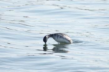 ハジロカイツブリ 葛西臨海公園 2021年2月7日(日)