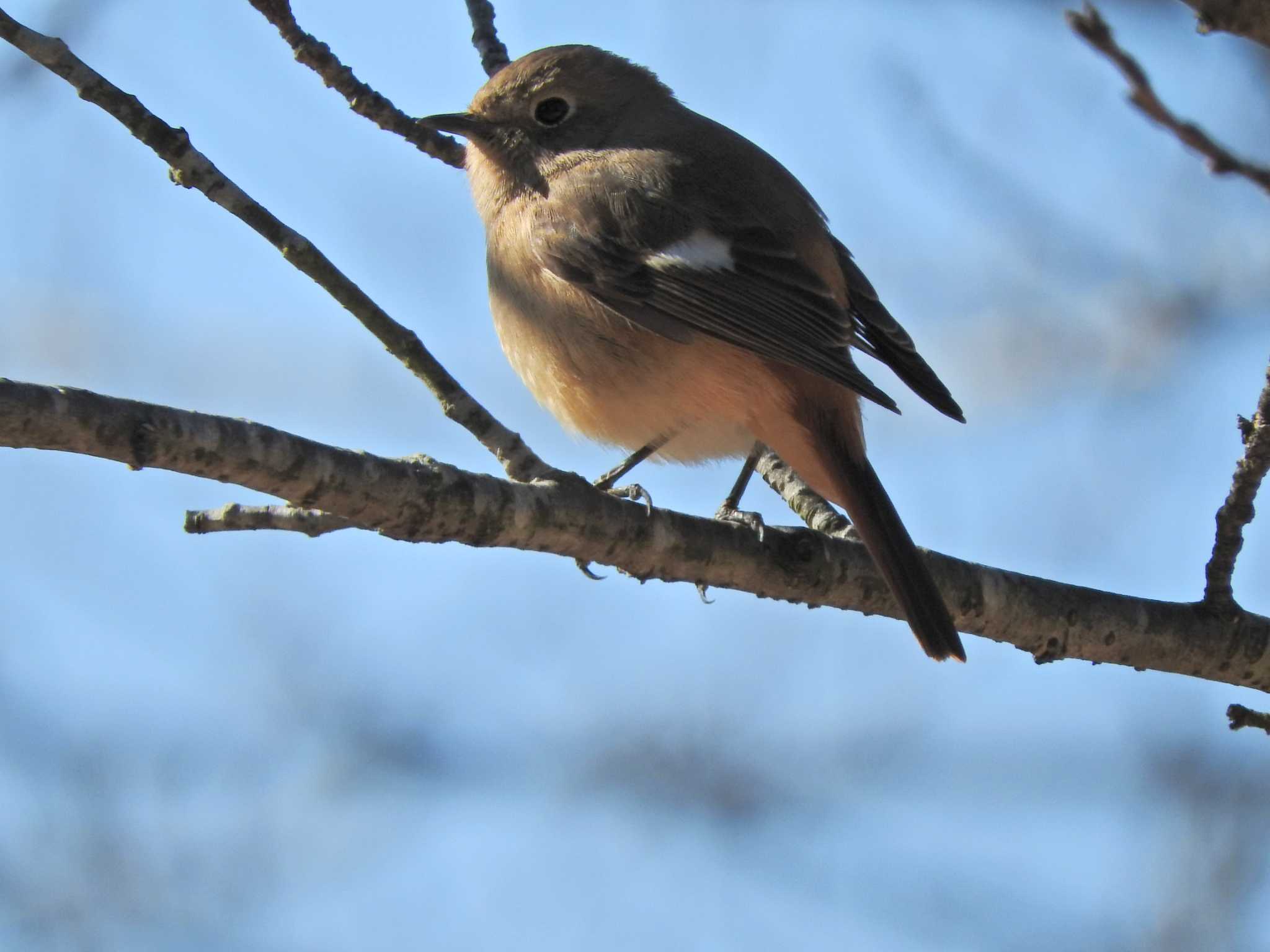 Daurian Redstart