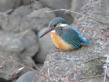 2021年2月10日(水) 引地川親水公園の野鳥観察記録