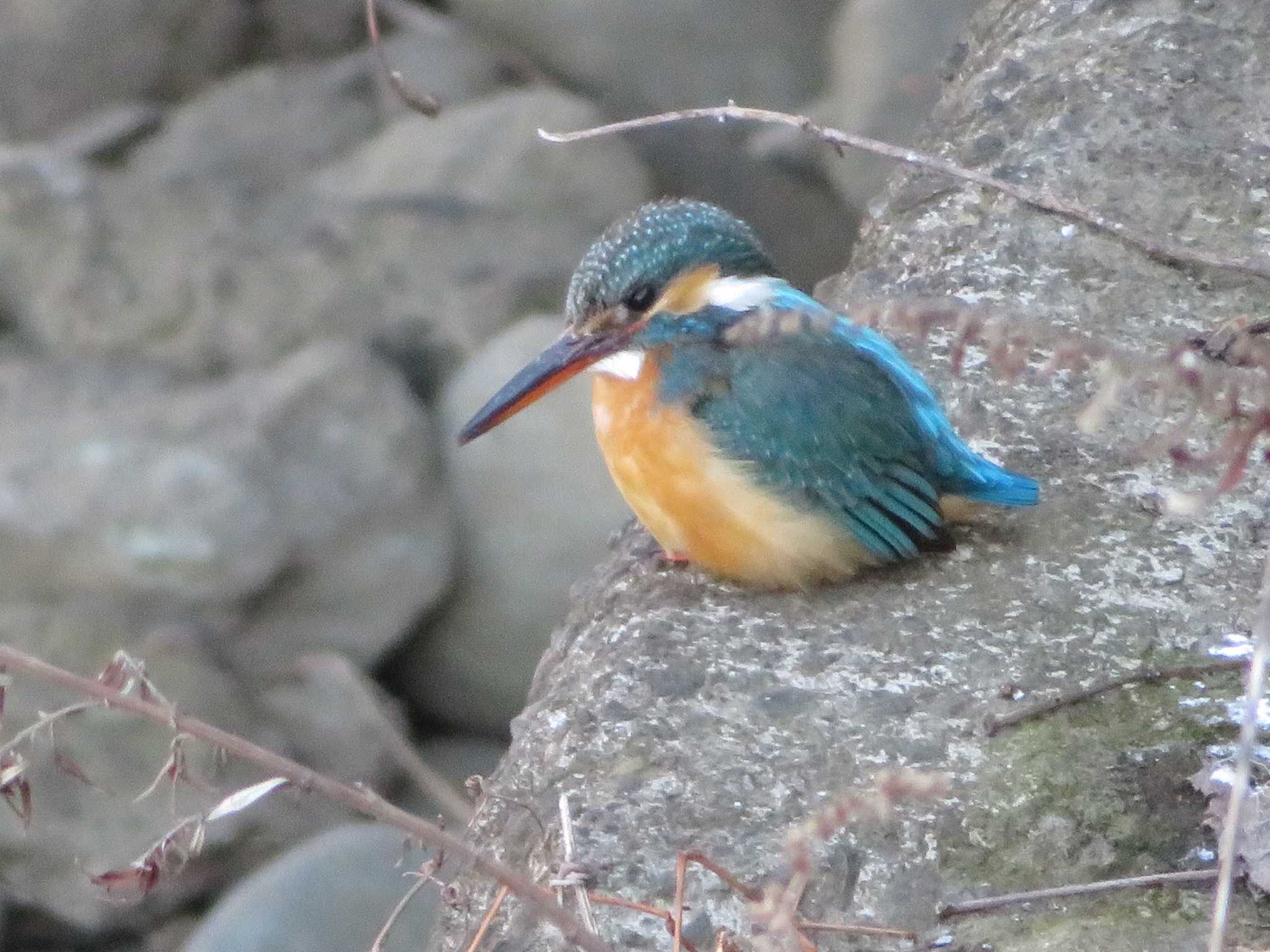 Photo of Common Kingfisher at 引地川親水公園 by もー