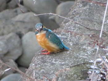 Common Kingfisher 引地川親水公園 Wed, 2/10/2021