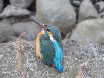 Common Kingfisher 引地川親水公園 Wed, 2/10/2021