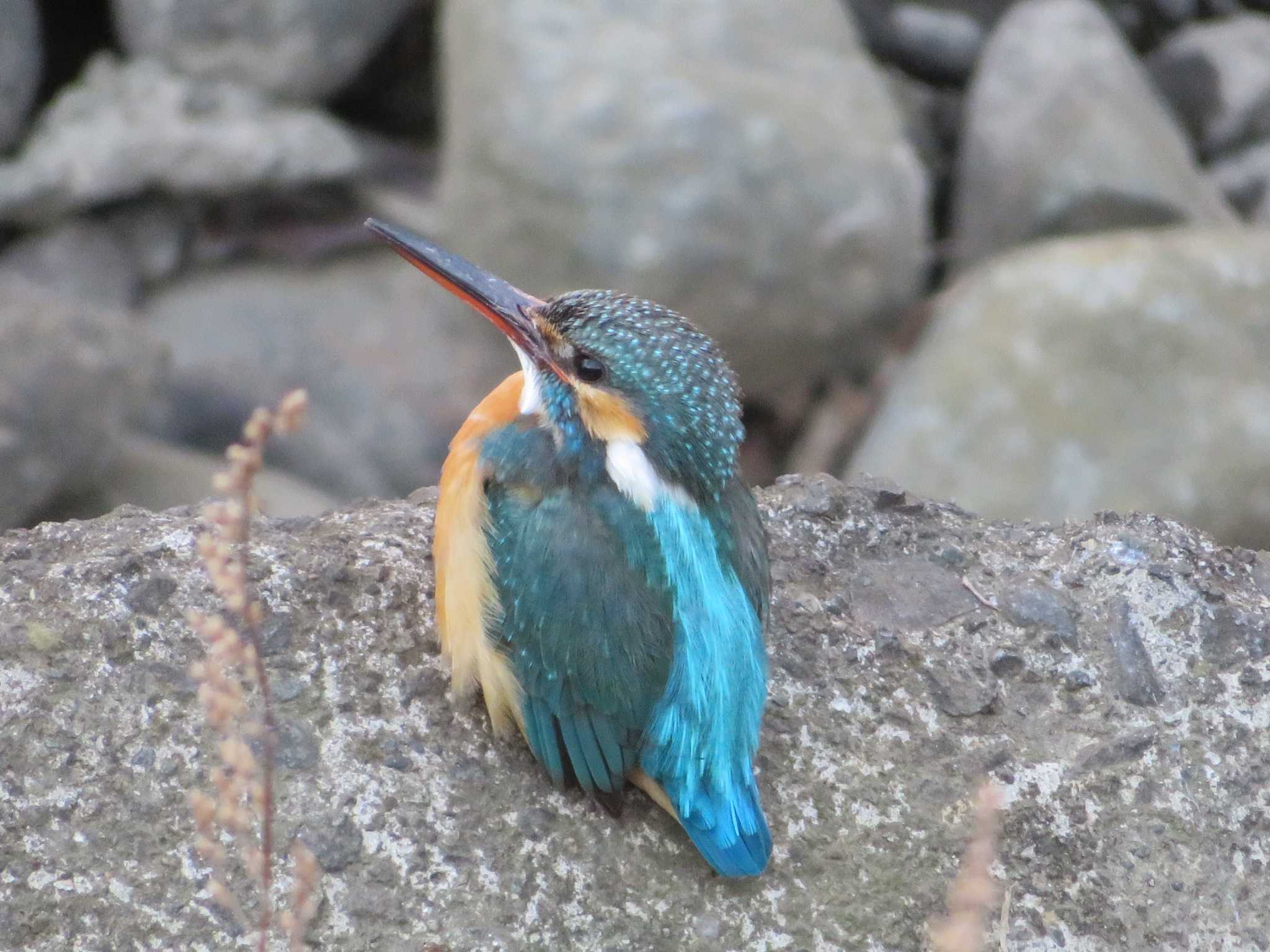 Photo of Common Kingfisher at 引地川親水公園 by もー