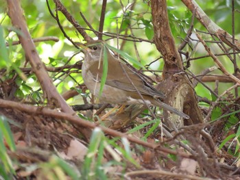 Pale Thrush 大百池公園 Thu, 2/11/2021