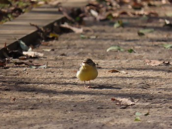 Grey Wagtail 大百池公園 Thu, 2/11/2021