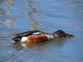 Northern Shoveler 大百池公園 Thu, 2/11/2021