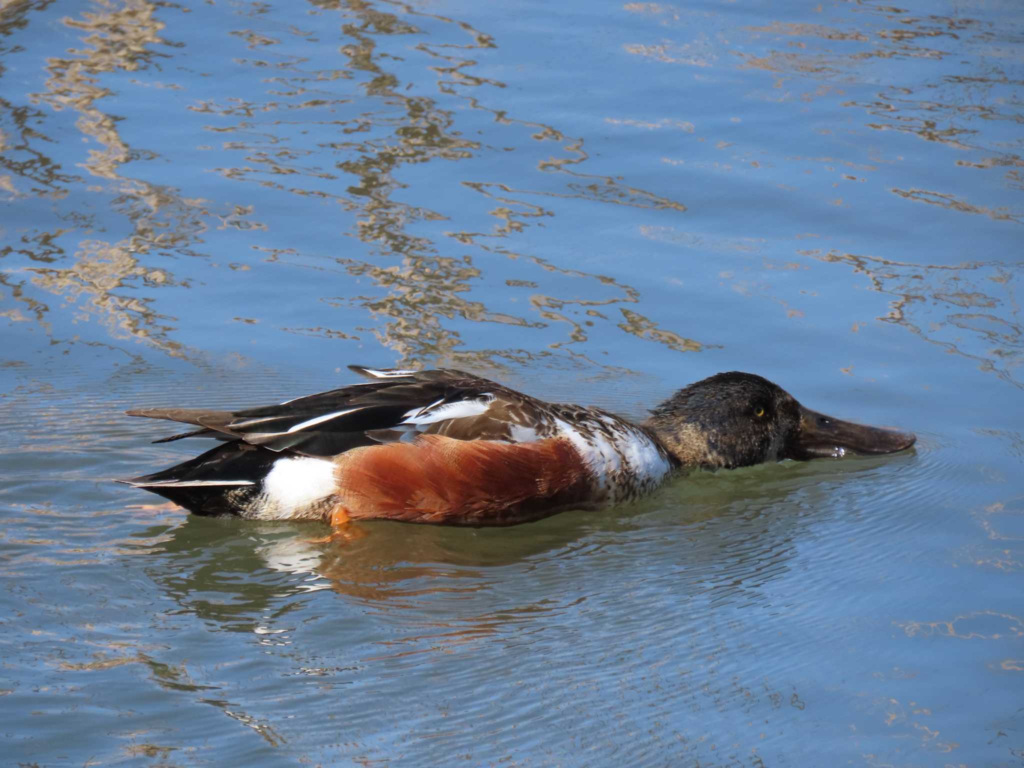 Northern Shoveler