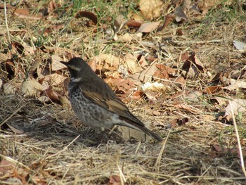 ツグミ 野川公園 2021年2月11日(木)