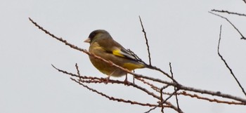 Grey-capped Greenfinch 兵庫県宝塚市 武庫川 Thu, 12/29/2016