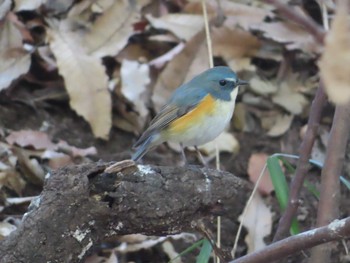 Thu, 2/11/2021 Birding report at 泉の森公園