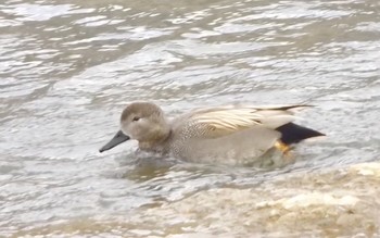 Gadwall 兵庫県宝塚市 武庫川 Thu, 12/29/2016