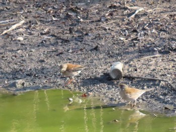 シロハラ 大井ふ頭中央海浜公園(なぎさの森) 2021年2月11日(木)